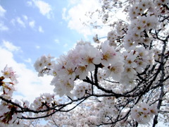 青空と桜