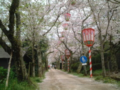 鳥取県倉吉市の桜祭り