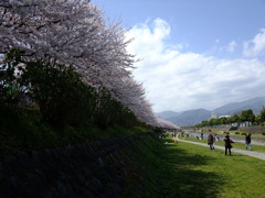 桜並木