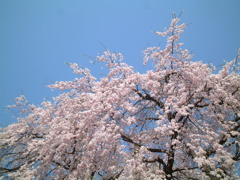 鳥取県倉吉のしだれ桜と青空