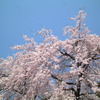 鳥取県倉吉のしだれ桜と青空