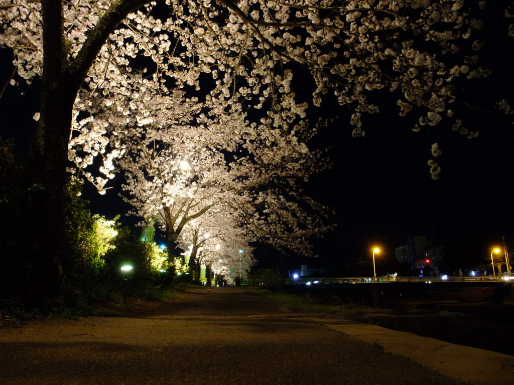 夜桜の道