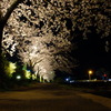 夜桜の道