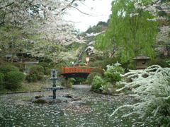 鳥取県倉吉市の桜祭り