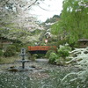 鳥取県倉吉市の桜祭り
