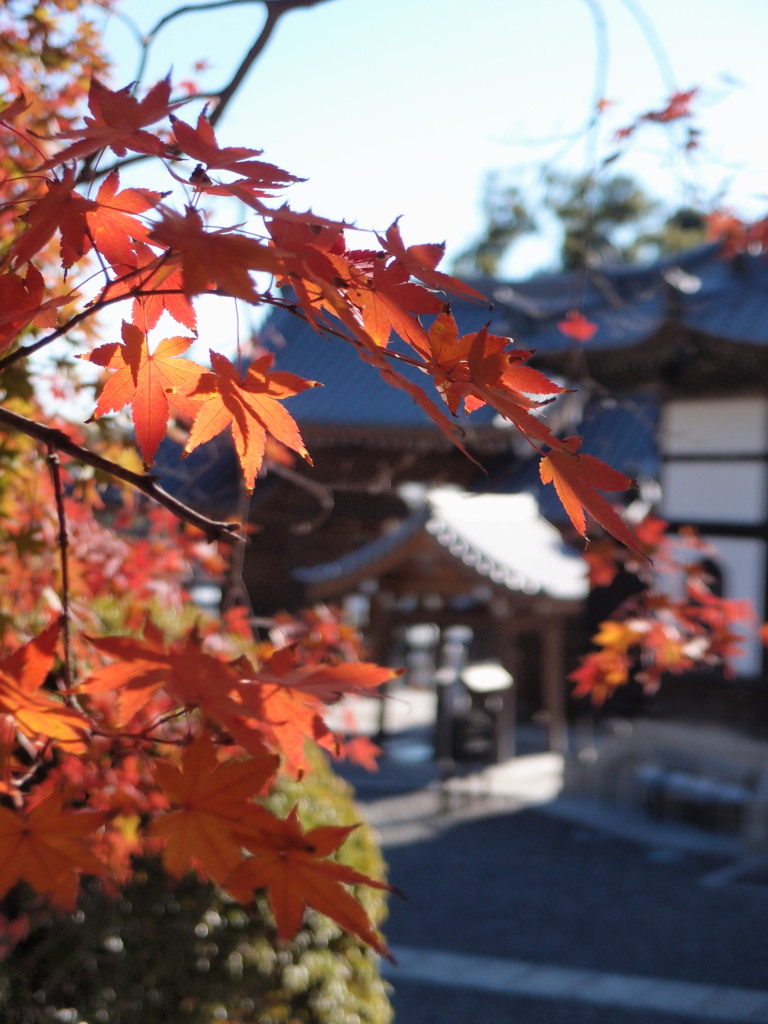 静岡県袋井市可睡斎の紅葉