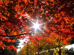 本牧市民公園の紅葉と木漏れ日