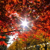 本牧市民公園の紅葉と木漏れ日