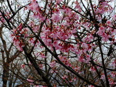 秦野弘法山の桜