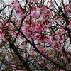 秦野弘法山の桜