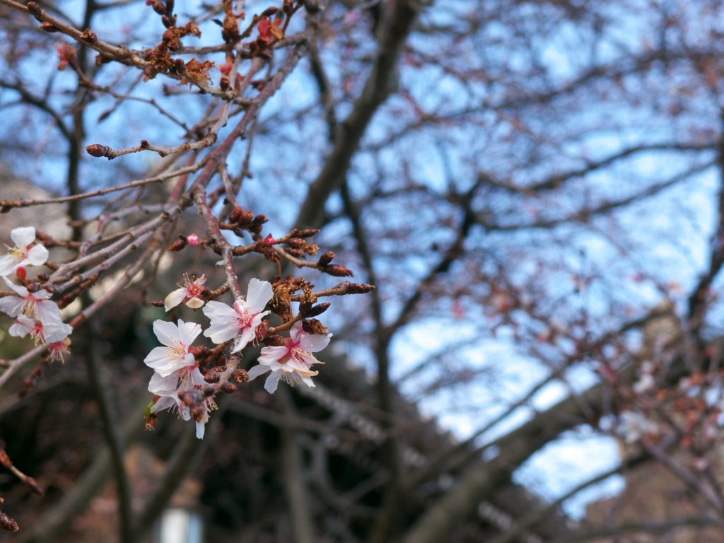 寒咲の桜