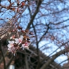 寒咲の桜