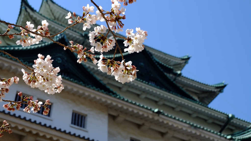 2015 名古屋城と桜