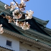 2015 名古屋城と桜