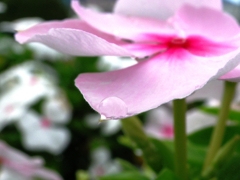 梅雨の結晶