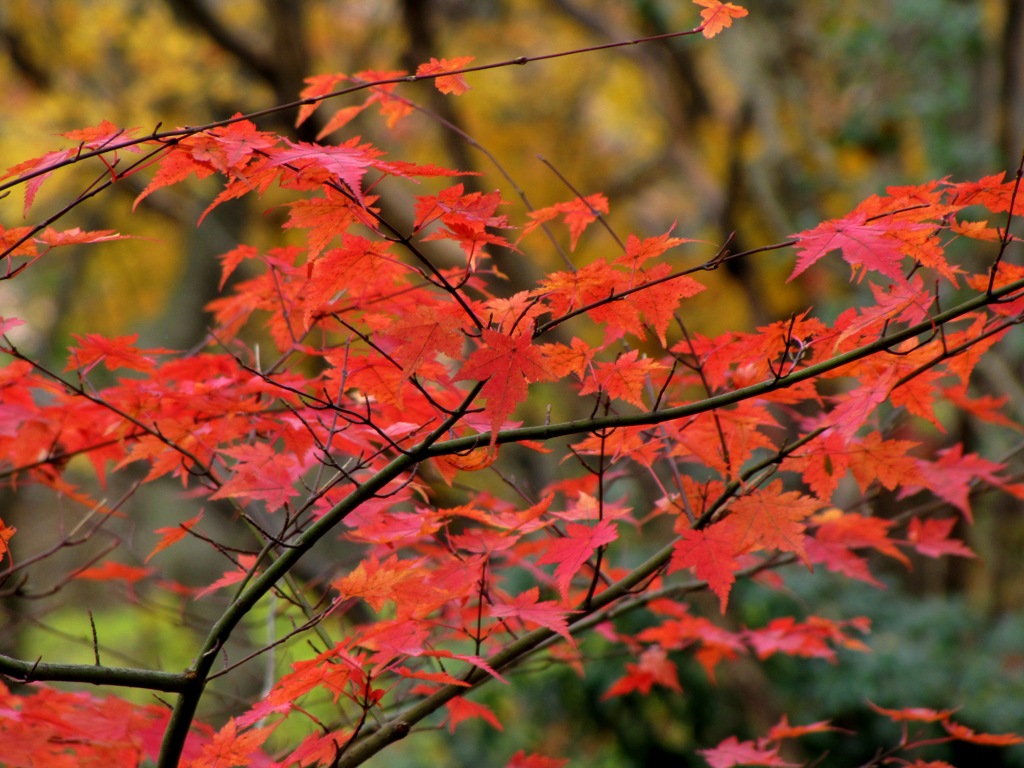 紅葉