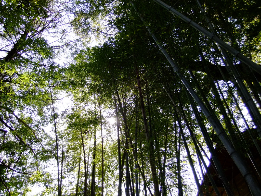 竹林