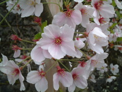 鳥取県倉吉市の桜祭り