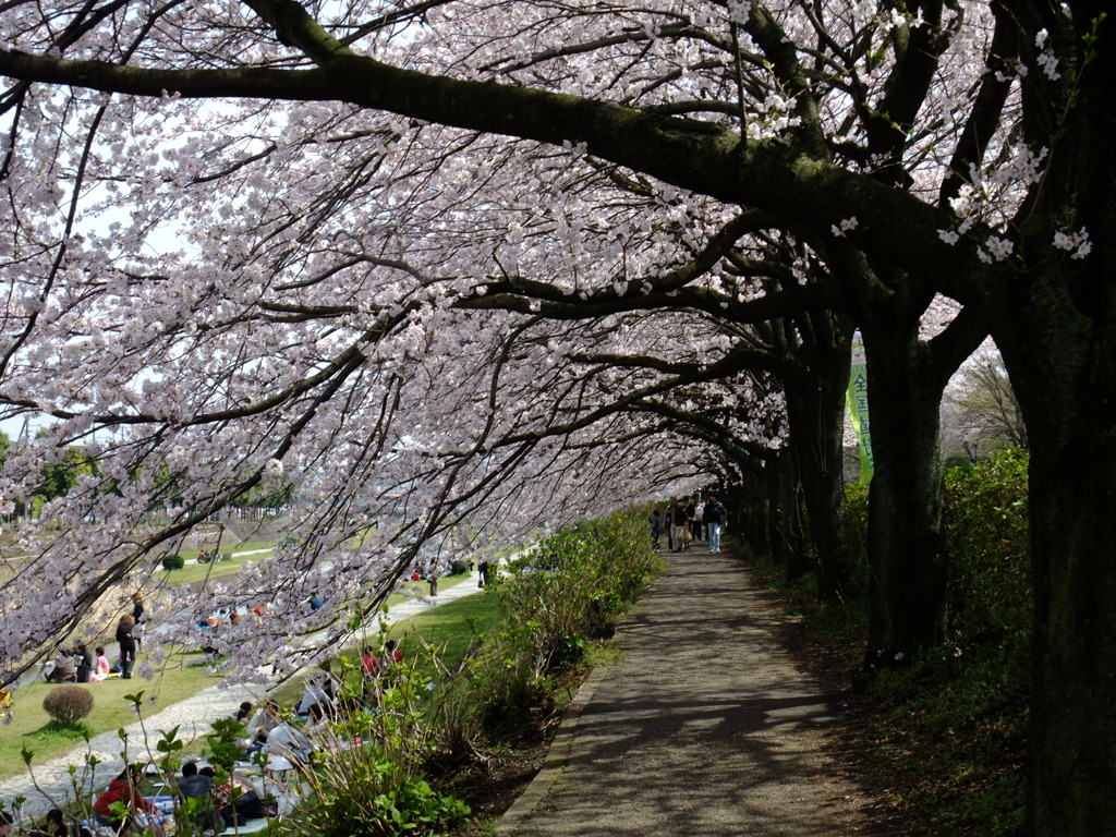 桜トンネル