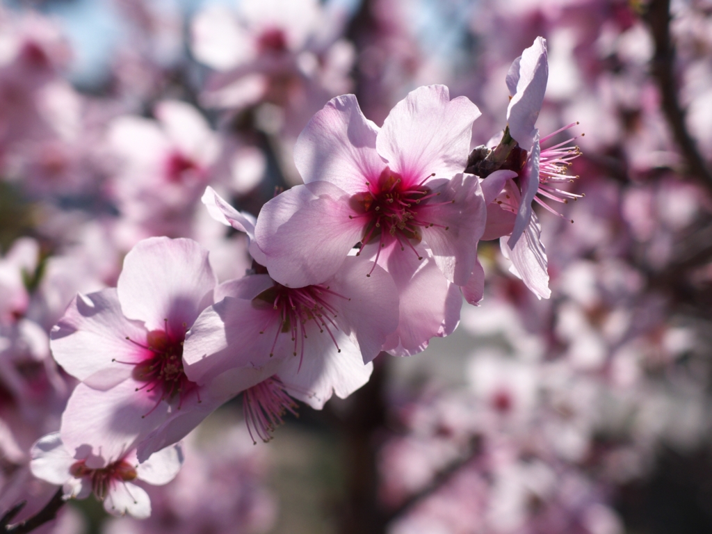 今年最初の桜（2014年）