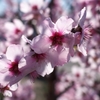 今年最初の桜（2014年）