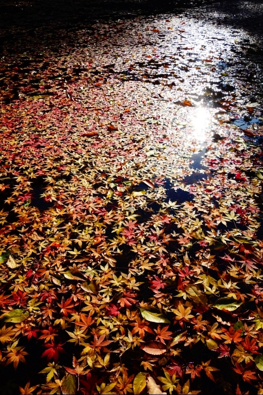 紅葉　その2