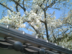 鳥取県倉吉の桜