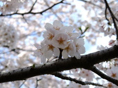 晴天の桜