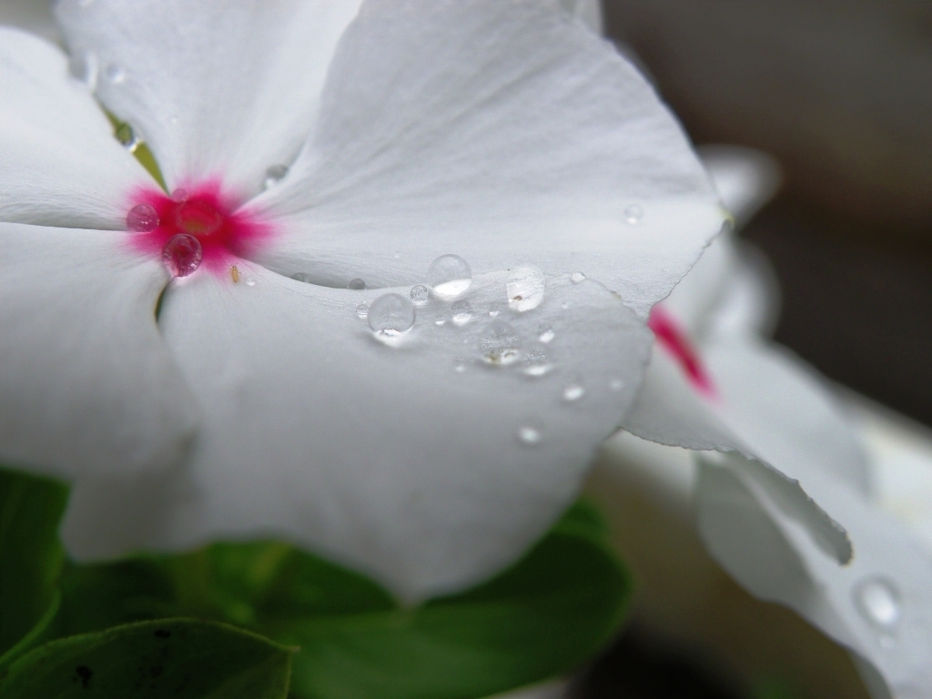 梅雨の結晶