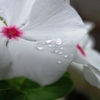 梅雨の結晶