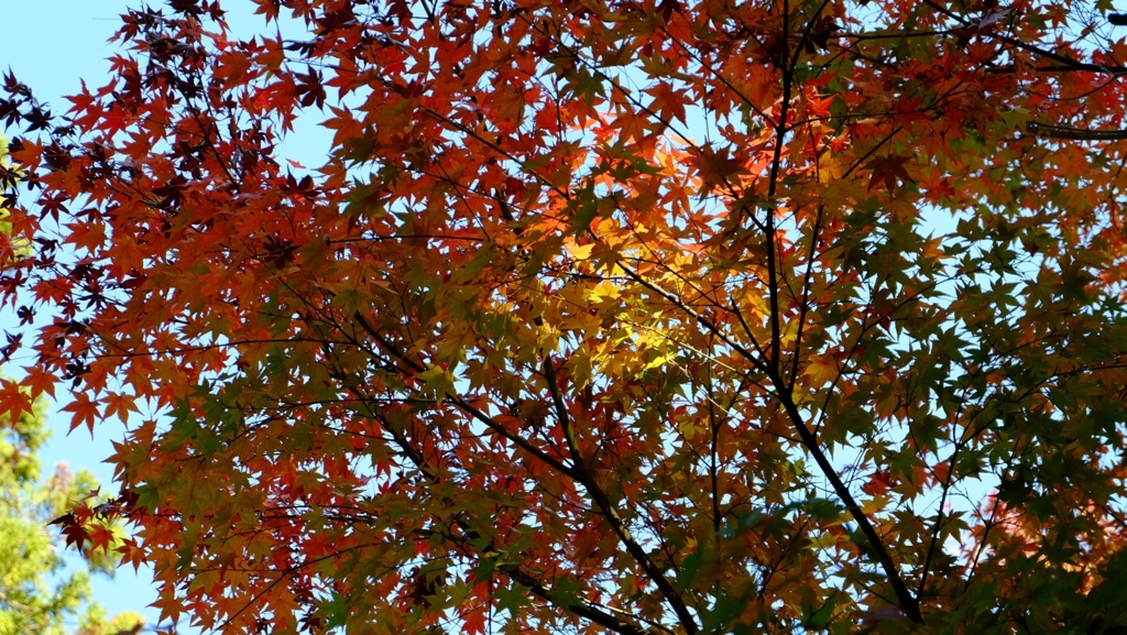 今年も染まり始めました1