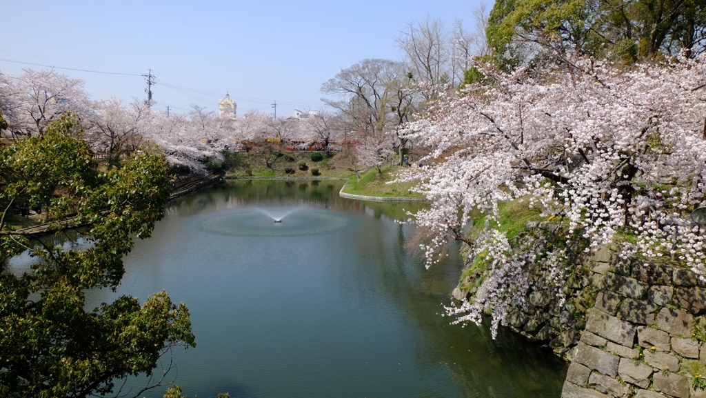 2015 岡崎城 堀と桜