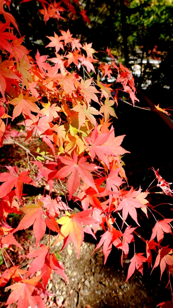 油山寺の紅葉（2014.12.06） 1