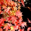 油山寺の紅葉（2014.12.06） 1