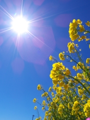 菜の花と太陽