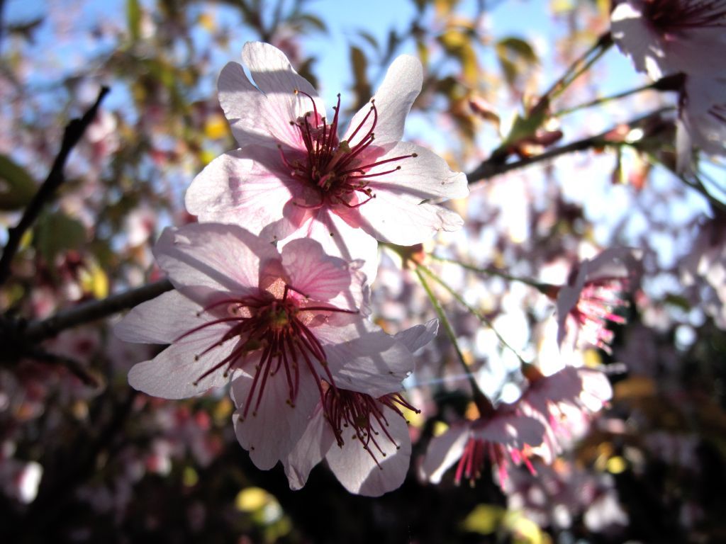 今年最初の桜