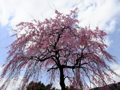 しだれ桜と空