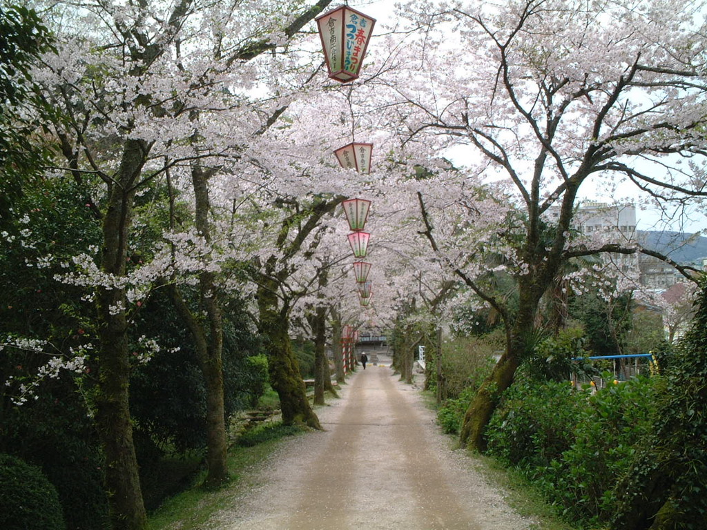 鳥取県倉吉 桜祭り