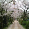 鳥取県倉吉 桜祭り