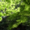 煌めき 2