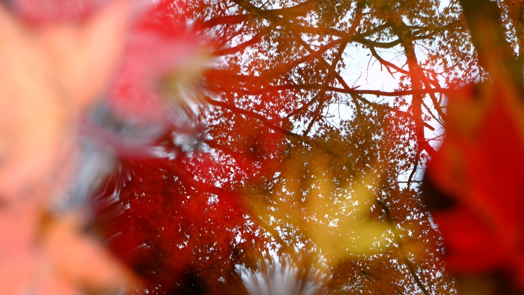 2015 油山寺の紅葉1