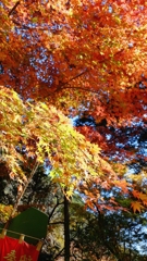 油山寺の紅葉（2014.12.06） 3