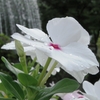 梅雨晴れの花