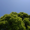 青空と緑