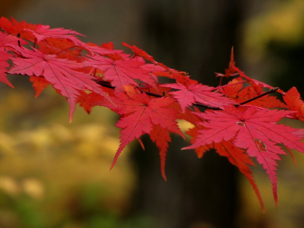 紅葉