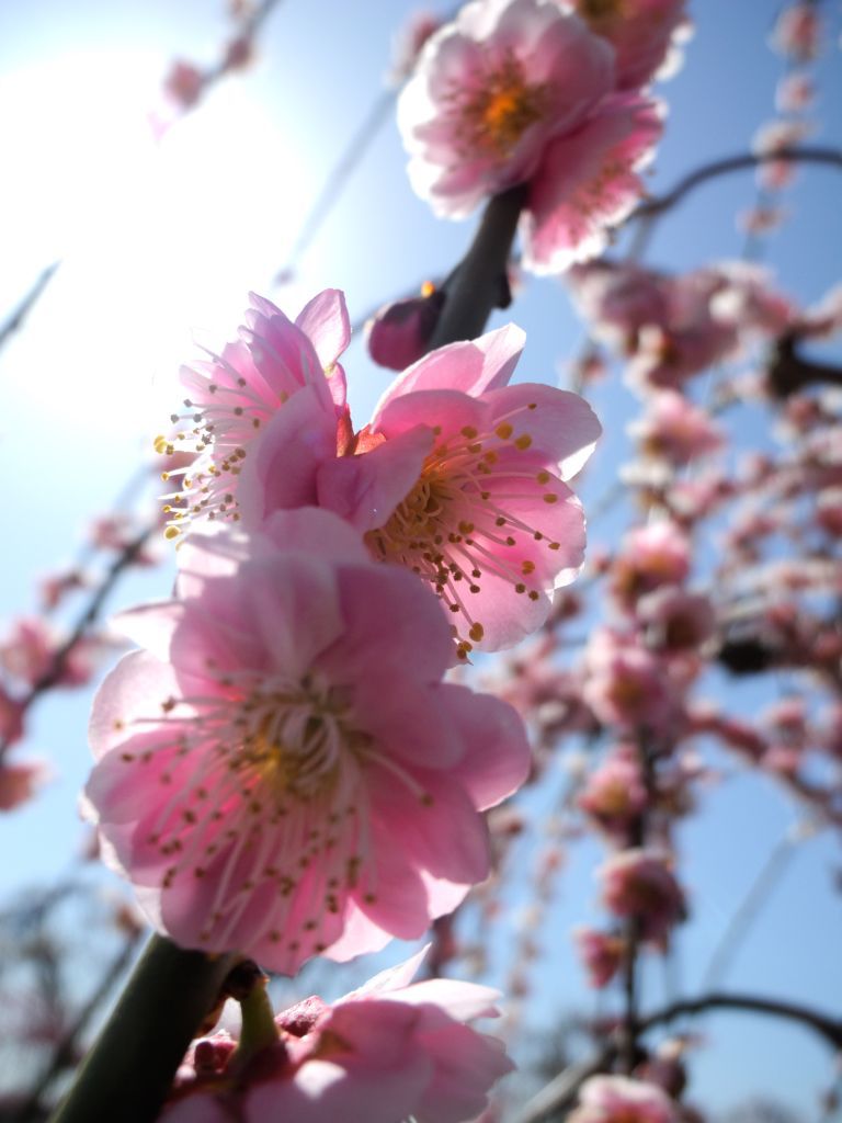 大草山昇竜しだれ梅園にて
