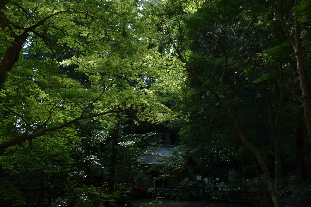 緑
