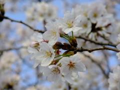 桜