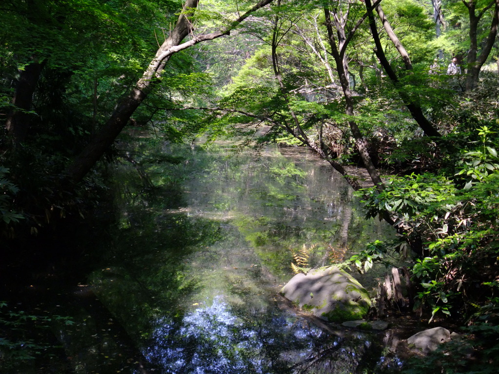 水面に映る森