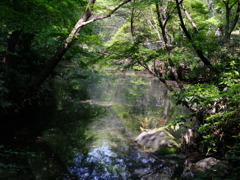 水面に映る森